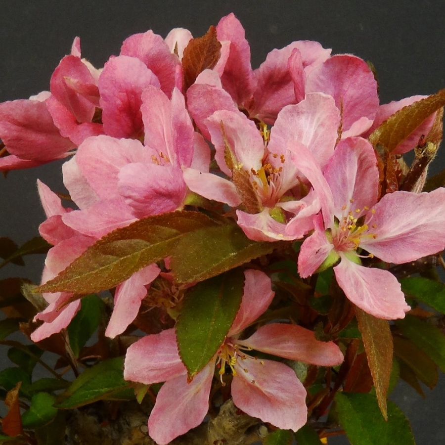 Pre-Bonsai, Malus, Liset, Zierapfel